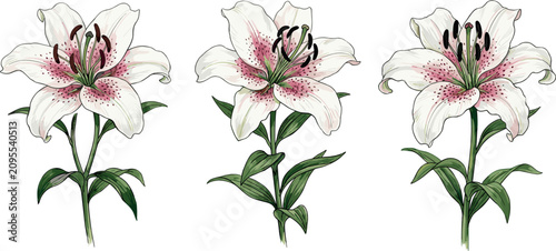 Εκτύπωση καμβά Watercolor vector botanical illustration set of three white stargazer lily flowe