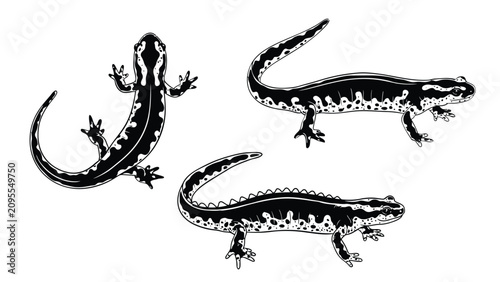 Bild auf Leinwand Salamander and newt vector silhouettes set