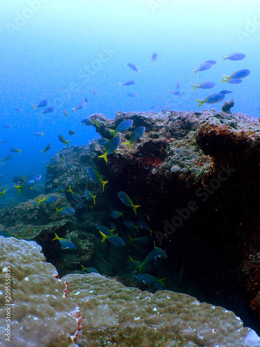 Beautiful underwater view of Tenggol Island