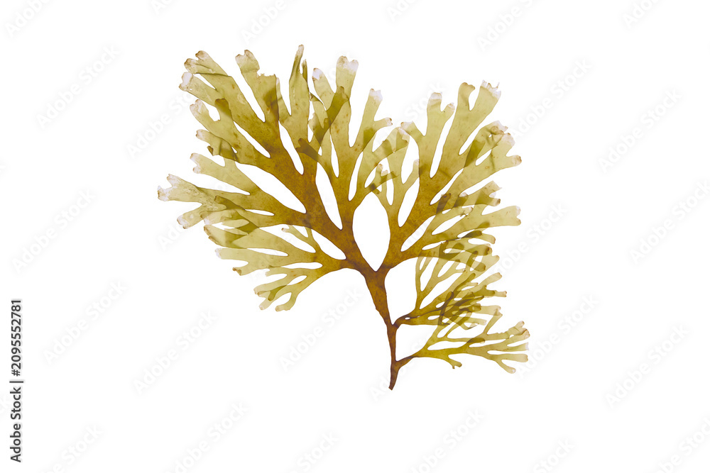 Obraz premium Dictyota dichotoma forkweed brown seaweed isolated transparent png for spa and cosmetic concepts