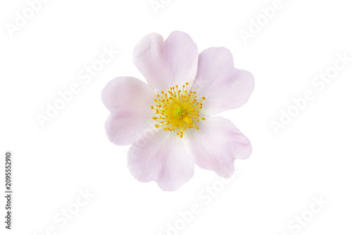 Tableau sur toile Pale pink rosa canina flower isolated transparent png