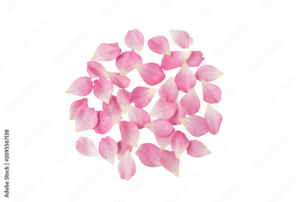 Fototapeta premium Pink Flower Petals Transparent Background