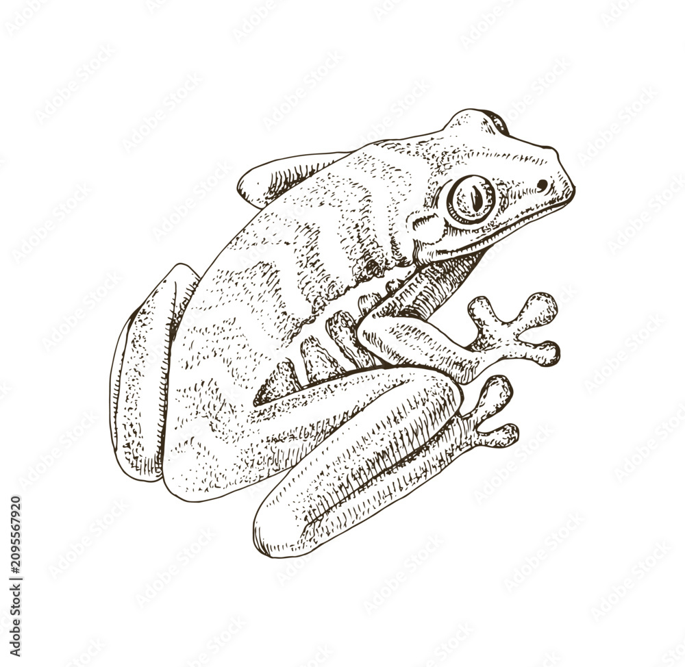 Naklejka premium Tree frog hand drawn vector illustration