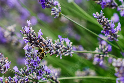 Tableau sur toile Bumblebee pollinating vibrant purple lavender flowers in summer