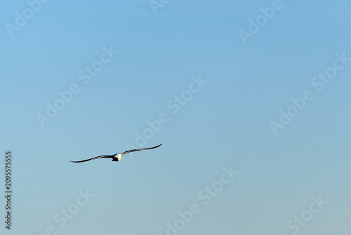 Bild auf Leinwand Seagull flying freely across clear blue sky