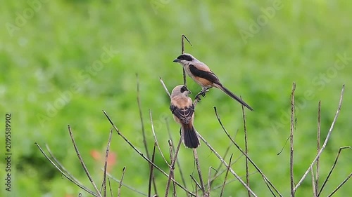 Two wild shrike birds perched on thin bare twigs interacting and calling each other against a smooth bright green blurred background, wildlife communication in natural habitat.
