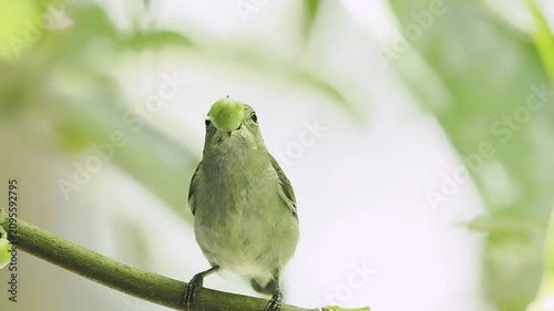 Small wild olive green songbird holding a round green berry in its open beak, perching on a tree branch against a bright soft blurred natural background, wildlife feeding.