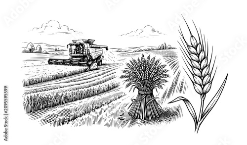 Cuadro en lienzo Hand Drawn Sketch of Combine Harvester in Wheat Field with Grain Sheaf, Vintage