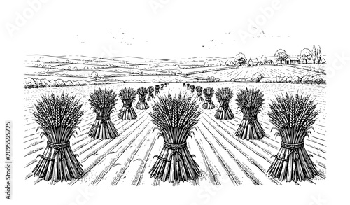 Cuadro en lienzo Wheat Field Harvest Hand Drawn Vintage Illustration, Rural Farmland Landscape wi