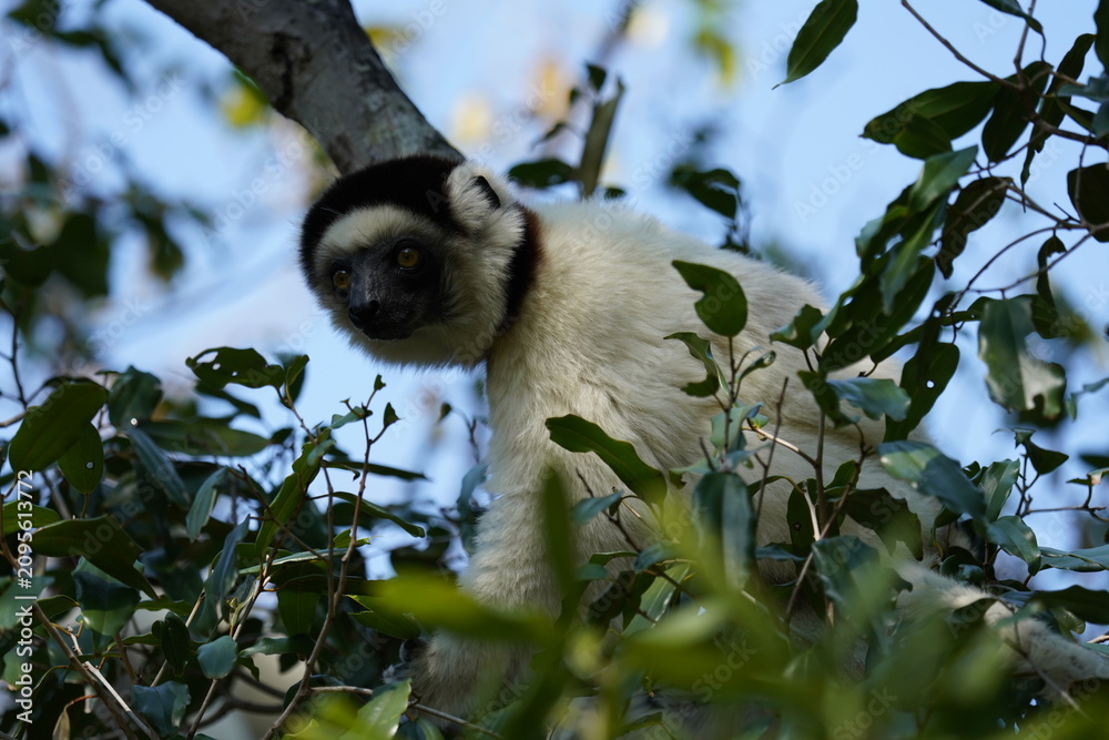 Fototapeta premium A Verreaux's sifaka lemur climbing a tree in Madagascar.