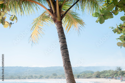 palm tree on the beach