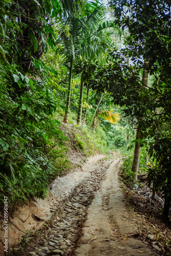 path in the forest