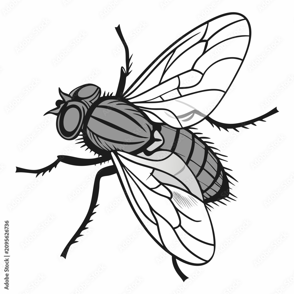 Fototapeta premium Fly Vector Image. Insect Fly Image vector Isolated on White Background.