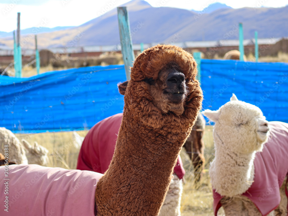 Fototapeta premium Brown alpaca with a pink cover raises its head beside a white alpaca at a highland farm