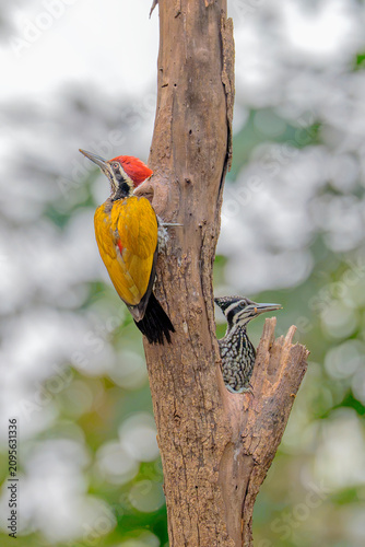 Photography Greater Flameback woodpecker and its chick perched on a tree trunk in natural ha