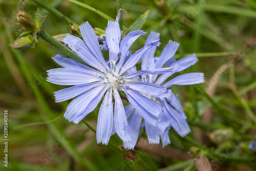 blue wildflowers close-up. (Cichorium intybus)