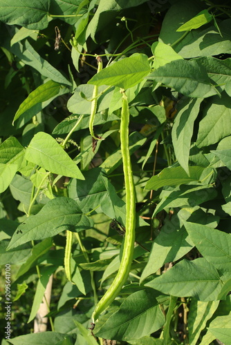 Foto A close-up of a long green bean pod hanging from its plant among lush green leav
