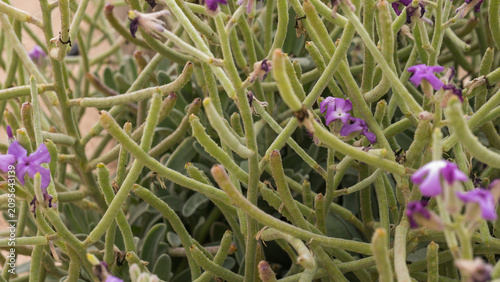 Quadro su tela Malcolmia littorea in Bloom — Shore Malcolmia Purple-Pink Cruciform Flowers on A