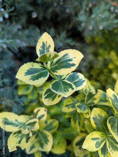 Euonymus Emerald Gold. Leaves leathery oval shaped, finely serrated edges. Bright golden yellow margins dark green center. Background striking contrast. Landscape design as groundcover or low hedges.