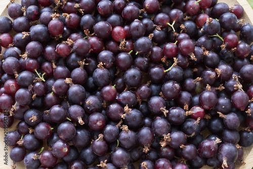 Ripe jostaberry berries close up forming natural background of fresh hybrid gooseberry and blackcurrant