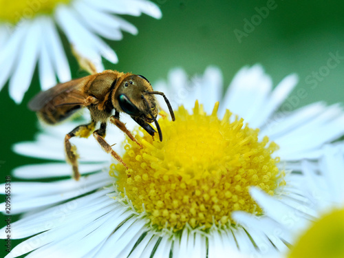 Fotografie Samotka (Hylaeus) to rodzaj pszczół samotnych z rodziny lepiarkowatych (Colletid