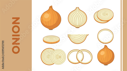 An illustration of various onion slices and bulbs on a white background