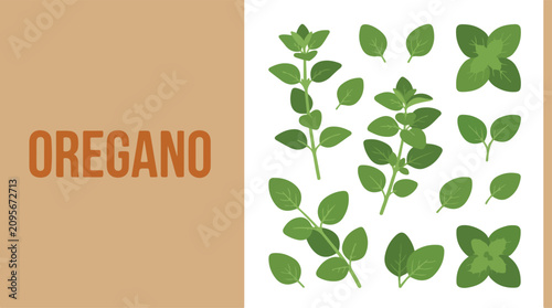 Fresh oregano leaves arranged on a white background illustration