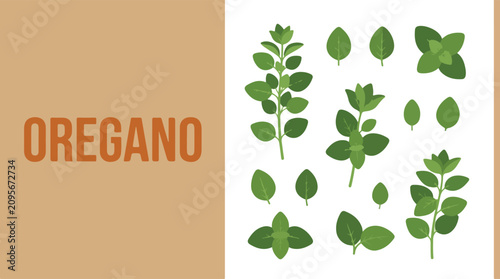 Various Oregano leaves are arranged on a white surface near a sign