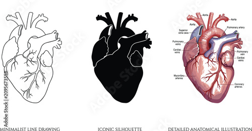 Schilderij op canvas Human anatomical heart illustration collection featuring outline silhouette and