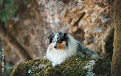 Cuadro en lienzo Blue Merle Shetland Sheepdog Lying on Moss Covered Rock in Shaded Forest Among T