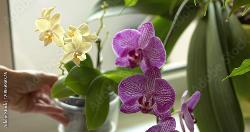 Pot with an orchid is placed on the windowsill next to another orchid.