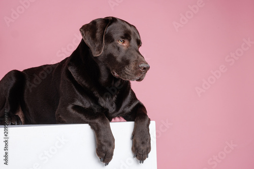 Beautiful Big Dog Relaxing on a Pink Background
