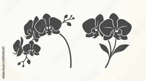 Bild auf Leinwand Black orchid flowers on white background