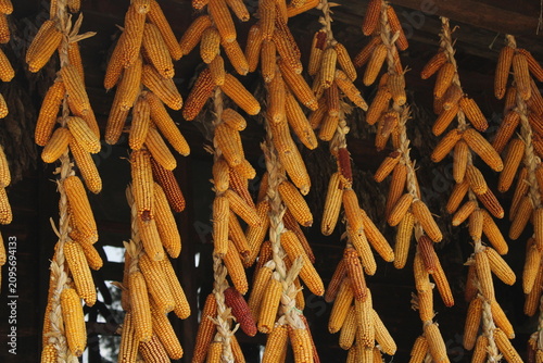 Foto Bundles of dried golden corn cobs hanging vertically for preservation, showcasin