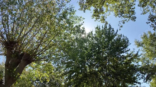 Travelling dans les arbres en été