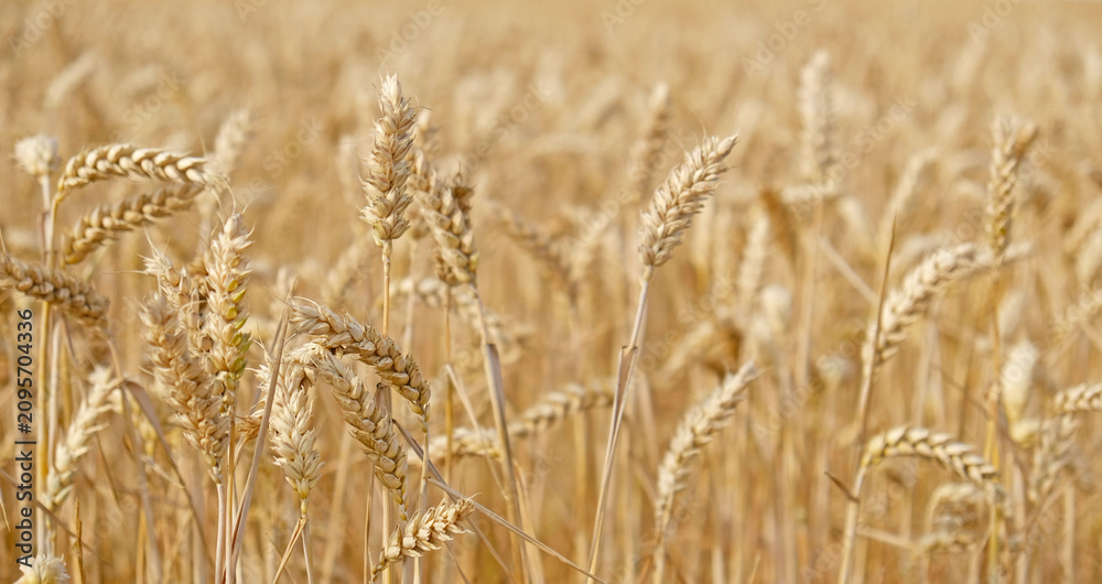Obraz premium Golden wheat field with ripe grain heads - Triticum aestivum - swaying in summer sunlight. Agricultural landscape for farming, harvest, and food security concepts.