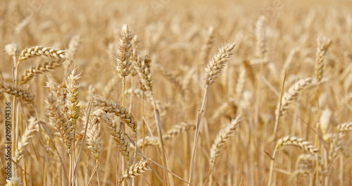 Golden wheat field with ripe grain heads - Triticum aestivum - swaying in summer sunlight. Agricultural landscape for farming, harvest, and food security concepts.