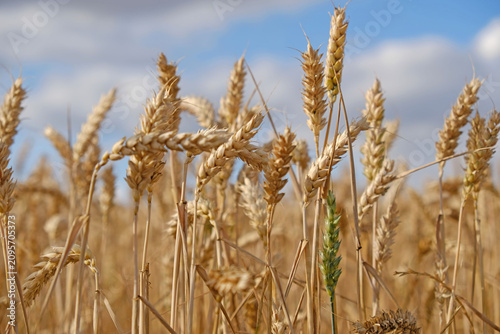 Golden wheat field with ripe grain heads - Triticum aestivum - swaying in summer sunlight. Agricultural landscape for farming, harvest, and food security concepts.