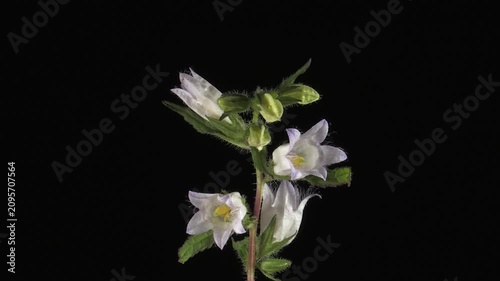 Bearded Bellflower (Campanula barbata) Blooming in Time Lapse in the Alpine Mountains