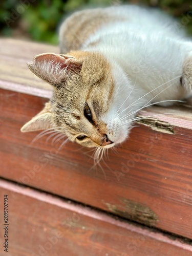 cat on a wooden table