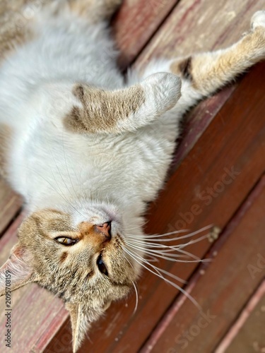 close up of a cat