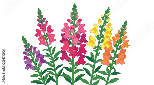 Konstfotografi Colorful snapdragons isolated on white