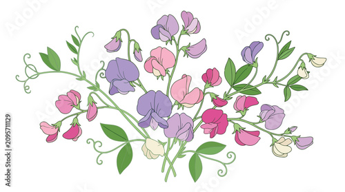 Foto Colorful sweet pea flowers on white background
