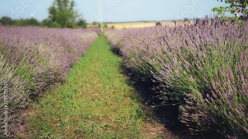 Medium shot of a vast lavender field glowing in warm sunset light, capturing the peaceful beauty of the summer countryside and blooming purple flowers.