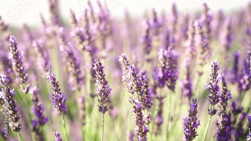 Close-up of blooming lavender flowers in warm sunset light as bees collect pollen, capturing pollination, biodiversity and the beauty of nature in summer.