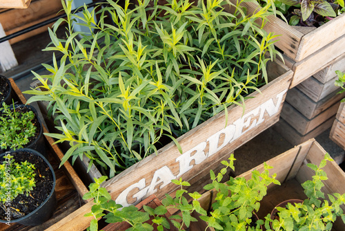 Photography Green tarragon plants in wooden boxes placed on shelves inside a garden shop dur