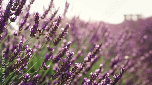 Close-up of blooming lavender flowers in warm sunset light as bees collect pollen, capturing pollination, biodiversity and the beauty of nature in summer.