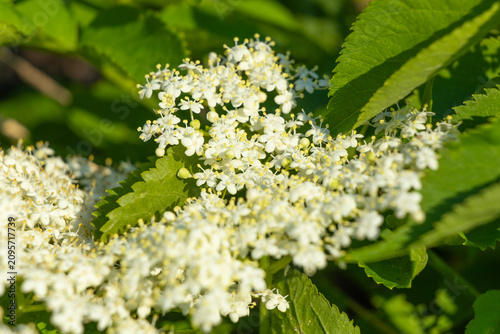 Elderberry blossoms grow on a sunny day in a garden setting with green leaves surrounding the flowers