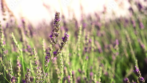 Close-up of blooming lavender flowers in warm sunset light as bees collect pollen, capturing pollination, biodiversity and the beauty of nature in summer.