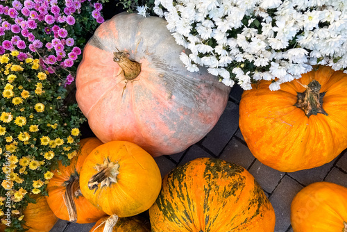 Colorful pumpkins and chrysanthemum flowers are arranged in a display during autumn season in a garden setting near a farm